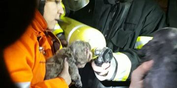Bomberos de Alcira Gigena rescatan a cachorritos de un incendio en Alcira Gigena