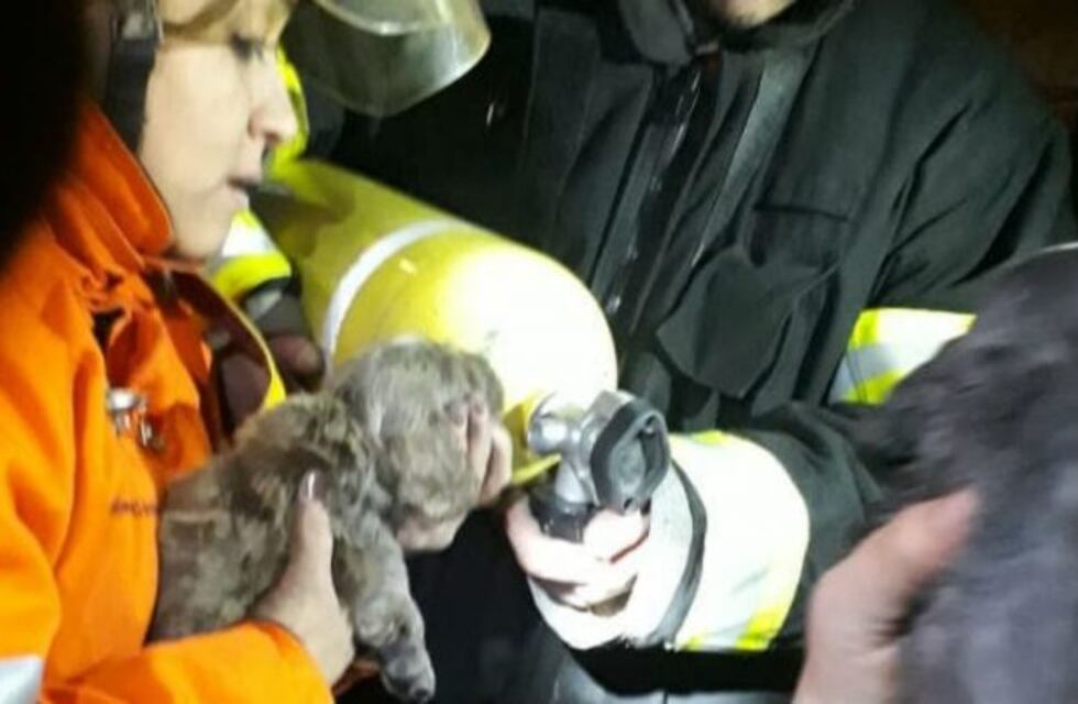 Alcira Gigena: salvaron a cachorritos de un incendio y les tuvieron que poner oxígeno