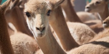 Cultura Catamarca\u002E