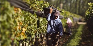 La Asociación de Viñateros Independientes de San Juan y la Federación de Viñateros de San Juan, difundieron un documento y fijaron su posición contraria a la propuesta presidencial.