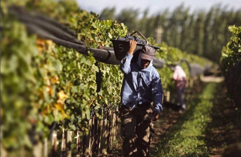 Los viñateros sanjuaninos se opusieron a la propuesta de Alberto Fernández de hacer vino sin alcohol