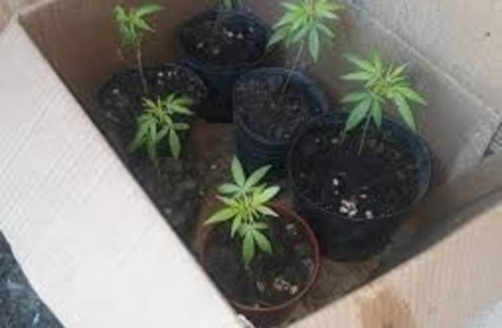 Brikmann: Secuestraron plantines de marihuana durante un allanamiento