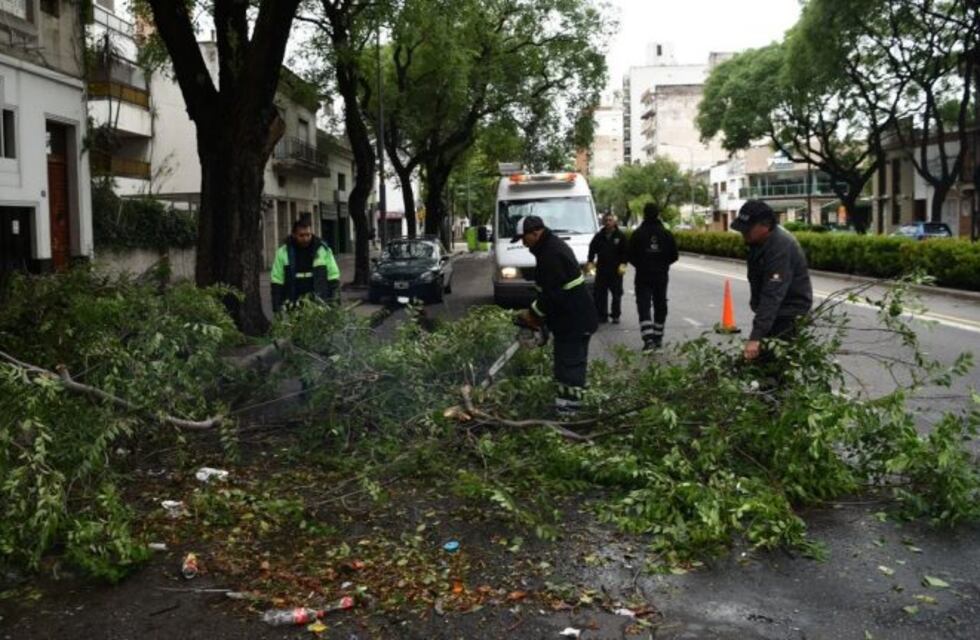 Para evitar accidentes, plan para que los vecinos puedan sacar árboles peligrosos por su cuenta