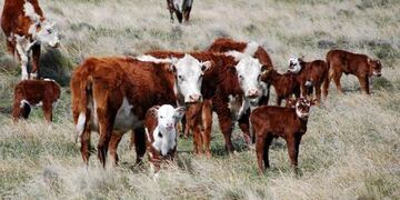 ganadería en Mendoza