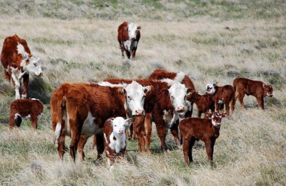 ¿La ganadería mendocina en crecimiento?