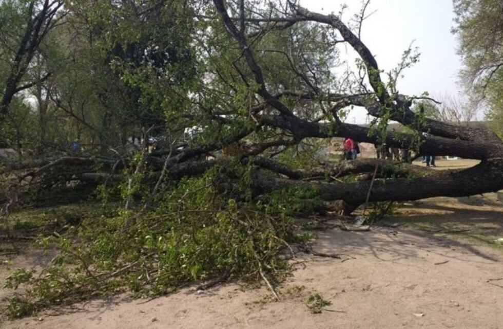 Cayó un árbol en Jesús María y hay seis estudiantes heridos