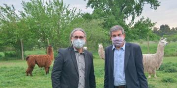 Científicos argentinos lograron neutralizar el coronavirus con anticuerpos derivados de llamas y huevos\u002E (Twitter/@LEBasterra)