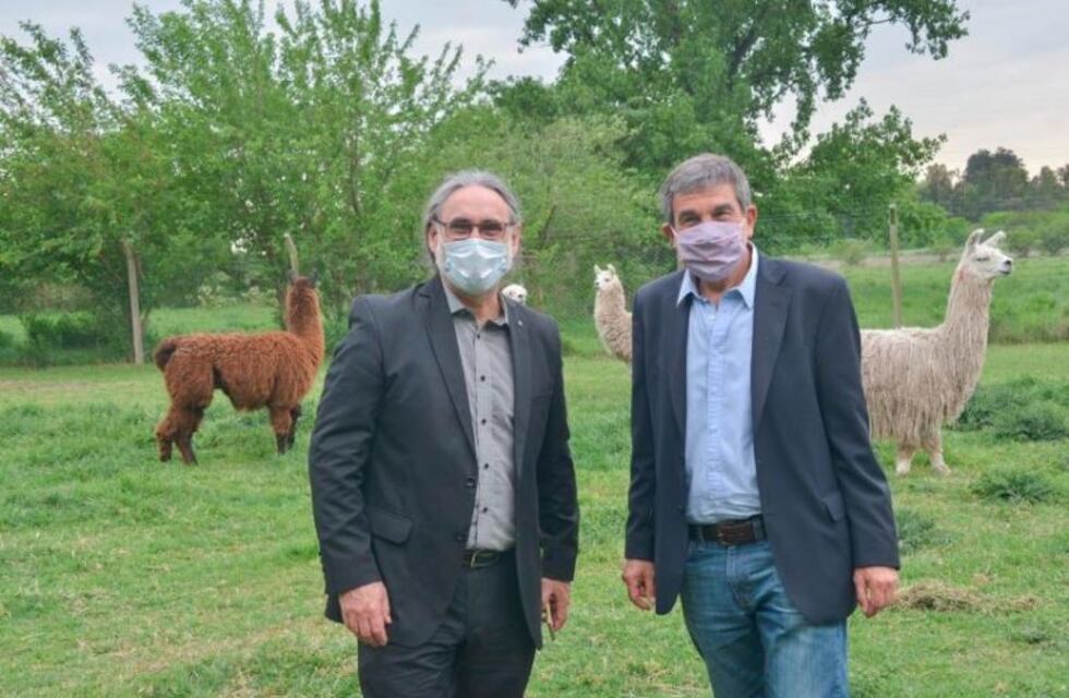 Científicos argentinos lograron neutralizar el coronavirus con anticuerpos derivados de llamas y huevos