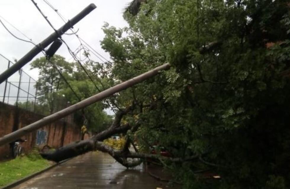 Un barrio entero de Corrientes quedó sin luz por la caída de un árbol