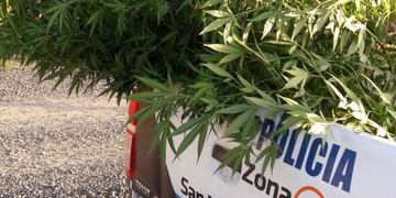 Las dos enormes plantas fueron incautadas por la policía\u002E (El Informante)