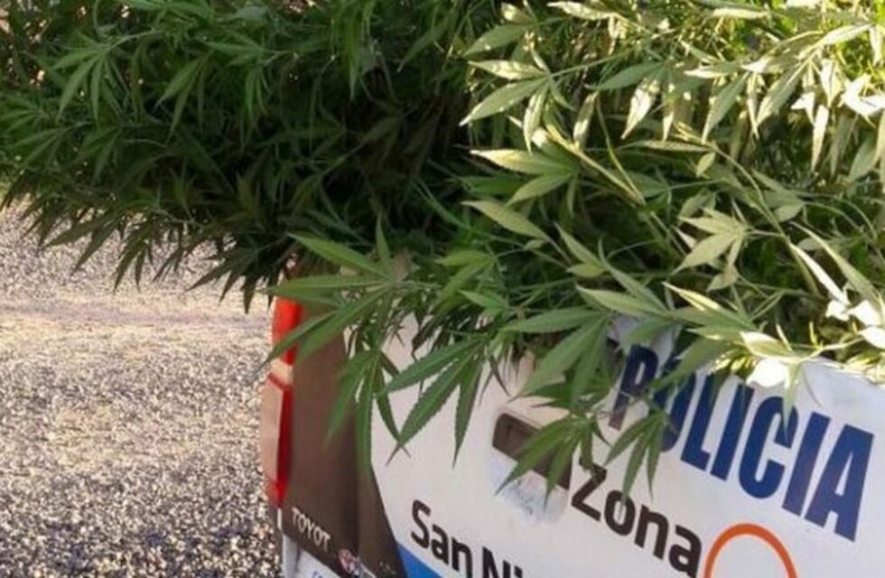 Secuestraron enormes plantas de marihuana de una vivienda de barrio San Francisco