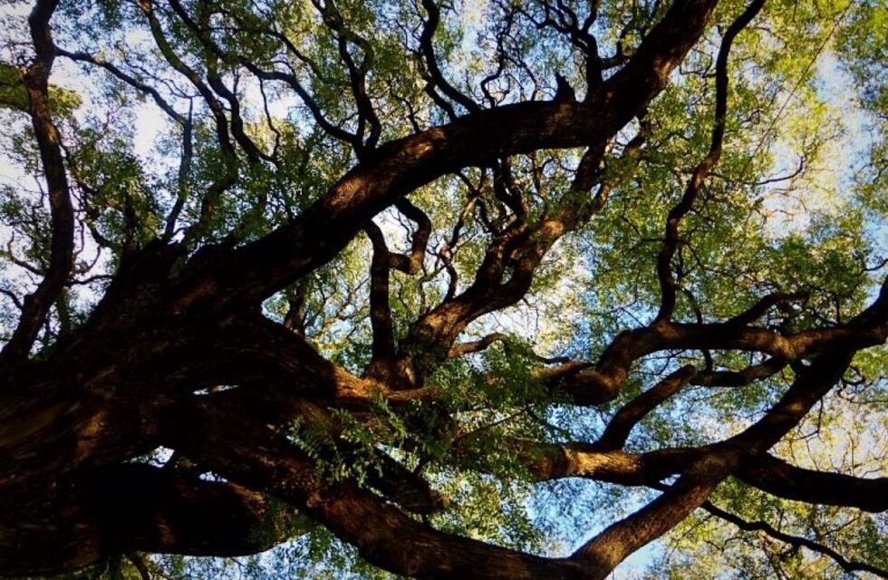 ¿Cómo pedir que extraigan un árbol durante la cuarentena?
