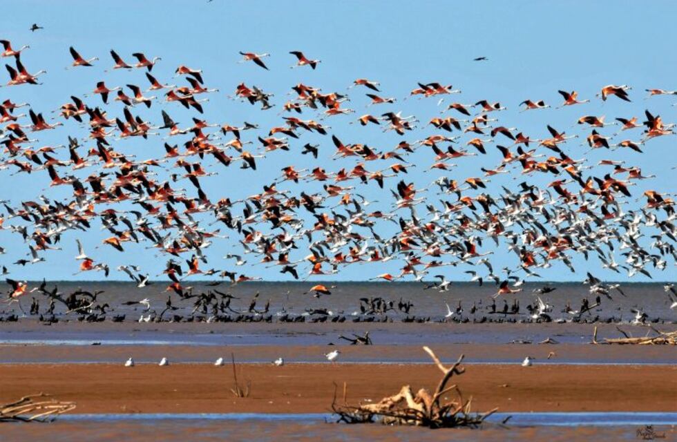 Ansenuza será representada por Morteros en un festival internacional de aves migratorias
