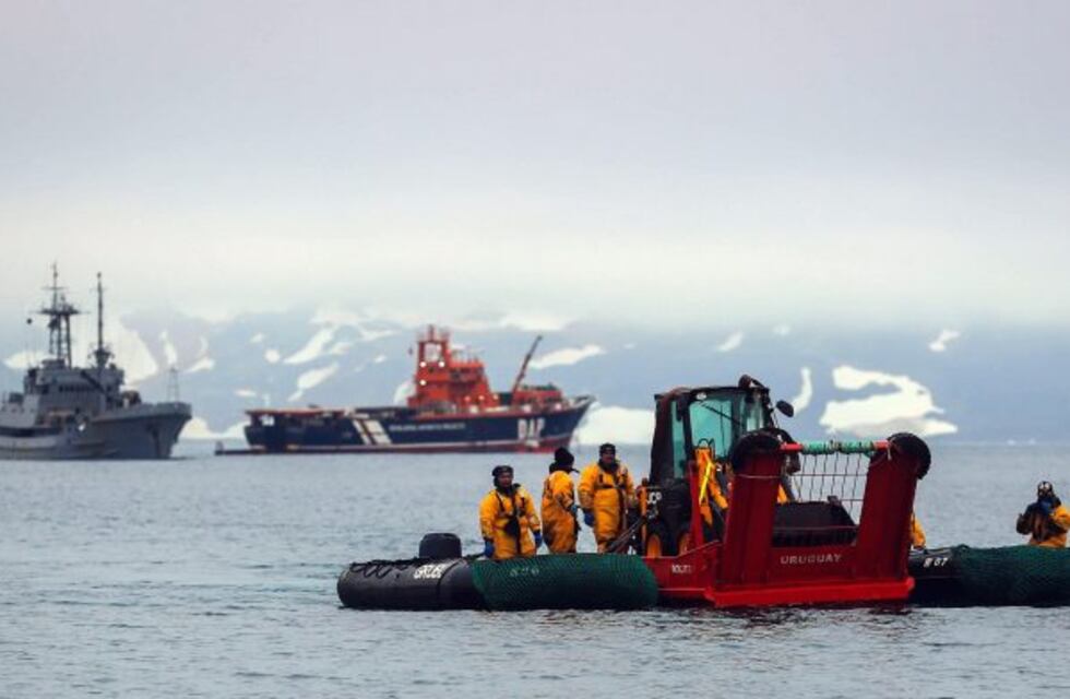 Encuentran por primera vez restos de microplásticos en insectos terrestres antárticos