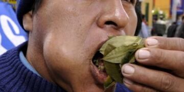 Hojas de coca\u002E (web)