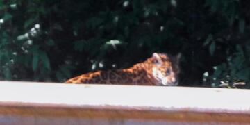 La turista que tomó la fotografía dijo que el ejemplar posó para su cámara\u002E