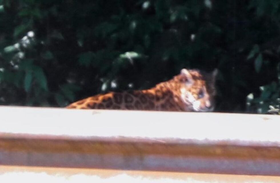 Apareció un yaguareté cerca del Aeropuerto de Iguazú