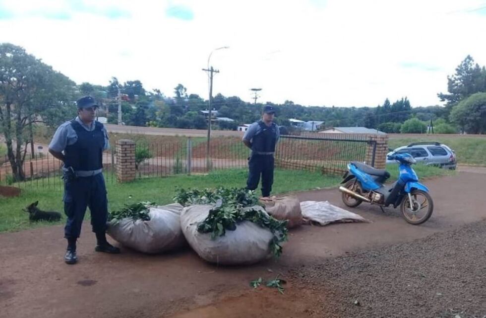 Misiones suma el robo de yerba mate a delitos de motochorros y entraderas
