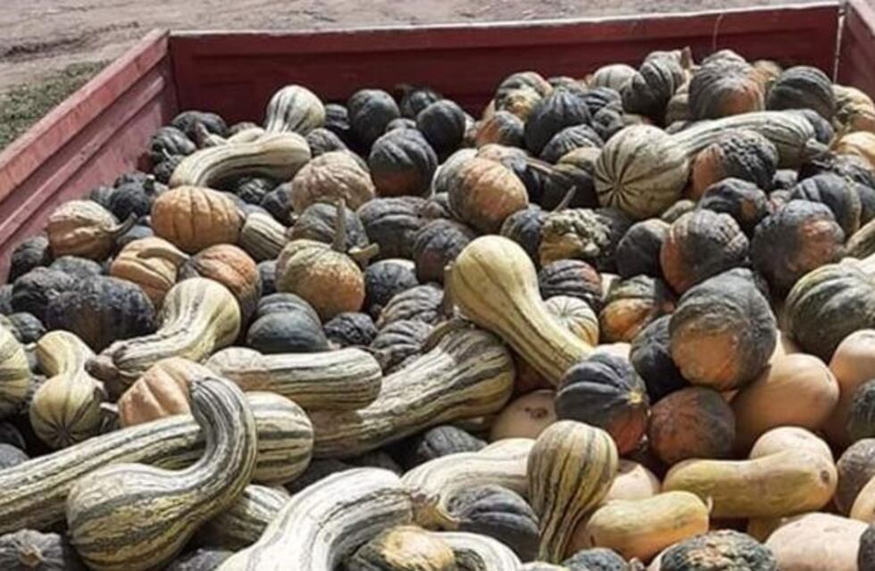 Solidaridad: un productor donó a sus vecinos un acoplado de zapallos
