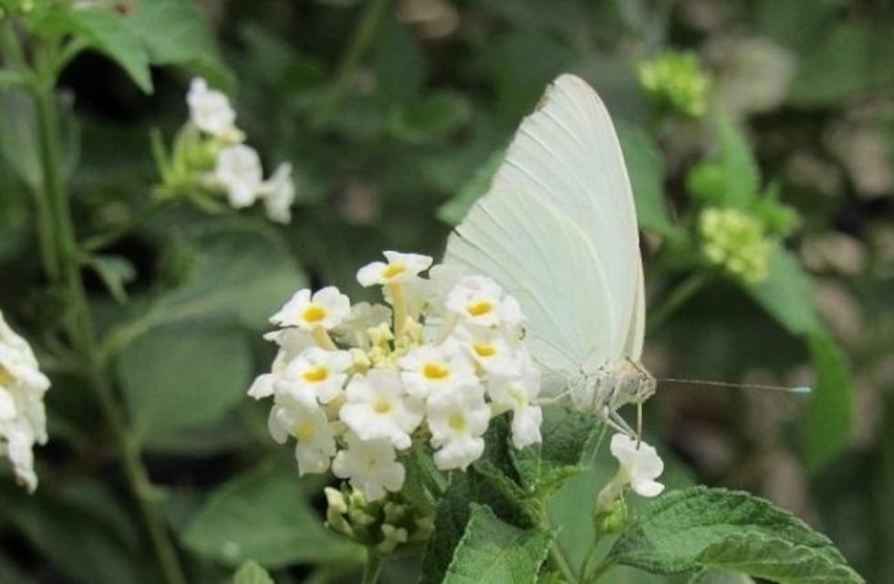 El vuelo de los pirpintos tapizó el cielo de Tucumán el primer día del año