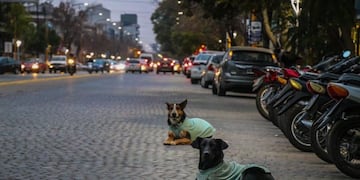 Perros callejeros\u002E Foto: El Periódico