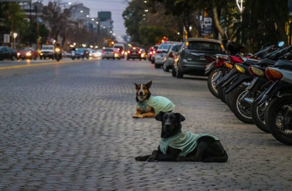 Polémica por una notificación municipal a comerciantes por alimentar perros