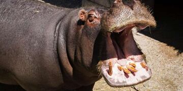 Murió uno de los dos hipopótamos del Ecoparque