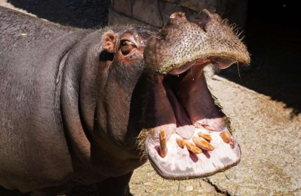 Murió uno de los dos hipopótamos del Ecoparque