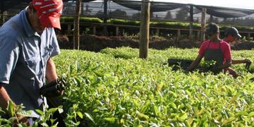 Productores de yerba en Misiones