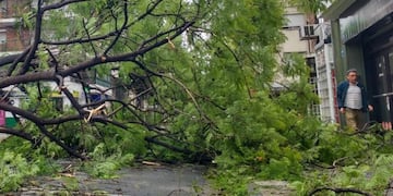¿Por qué caen tantos árboles durante las tormentas en Rosario?
