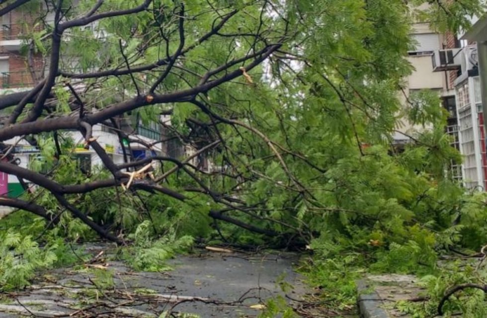 Se recibieron 21 reclamos por árboles y ramas caídas tras el temporal