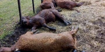 Video impactante: un rayo mató 13 terneros en Tapalqué