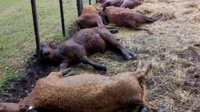 Video impactante: un rayo mató 13 terneros en Tapalqué