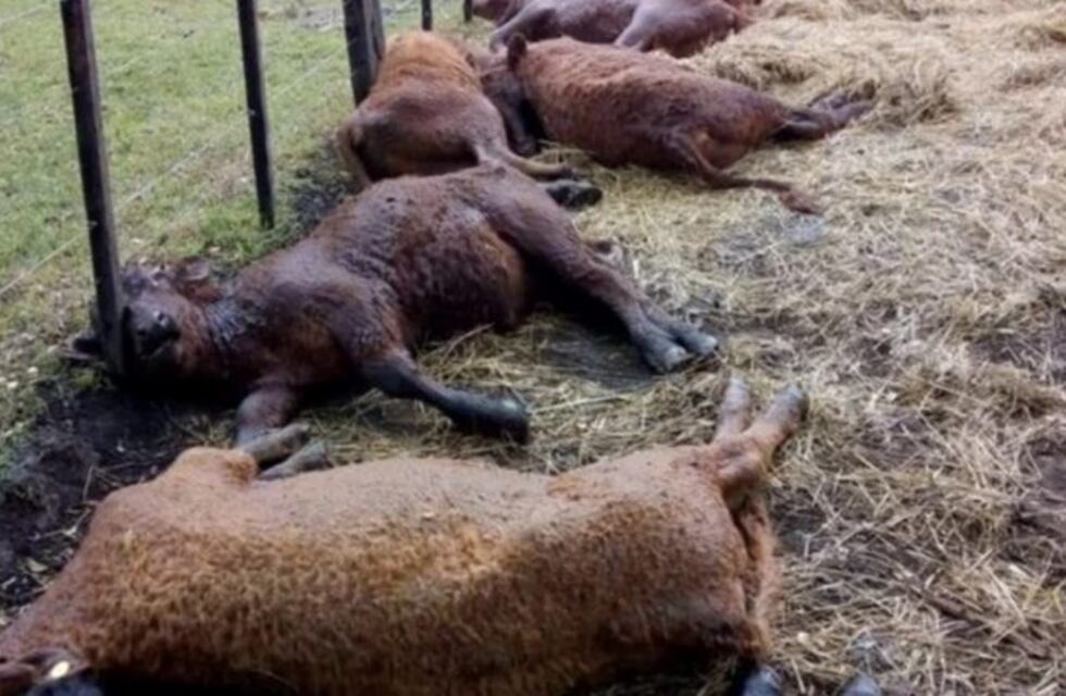 Video impactante: un rayo mató 13 terneros en Tapalqué
