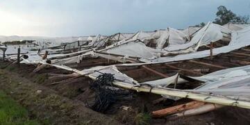 Producción en tendaleros fue la mas afectada por los temporales de diciembre\u002E