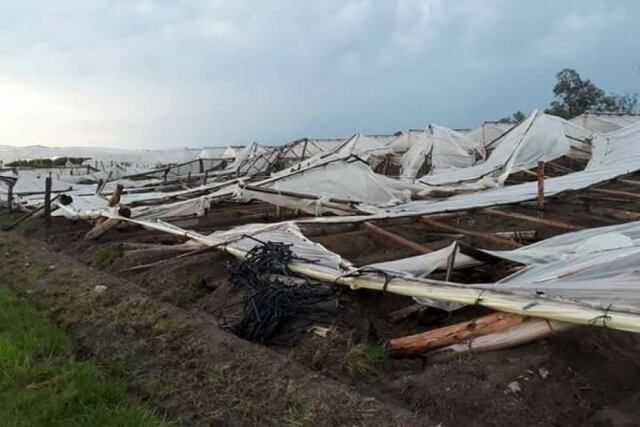 Producción en tendaleros fue la mas afectada por los temporales de diciembre\u002E