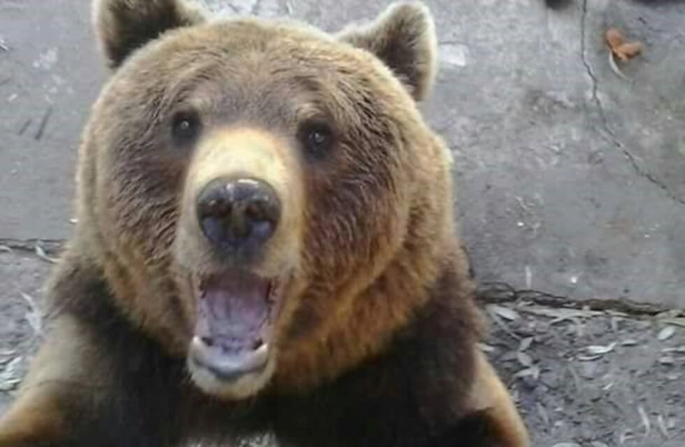 Los osos pardos del Zoo Córdoba serán trasladados a un santuario
