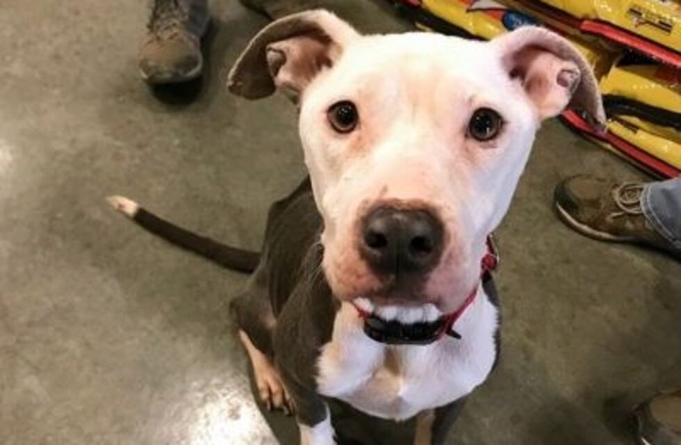 El desesperado pedido de un hombre que tuvo que abandonar a su perrita