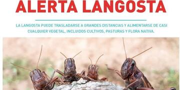 Senasa extendió la advertencia a más provincias por las mangas de langosta