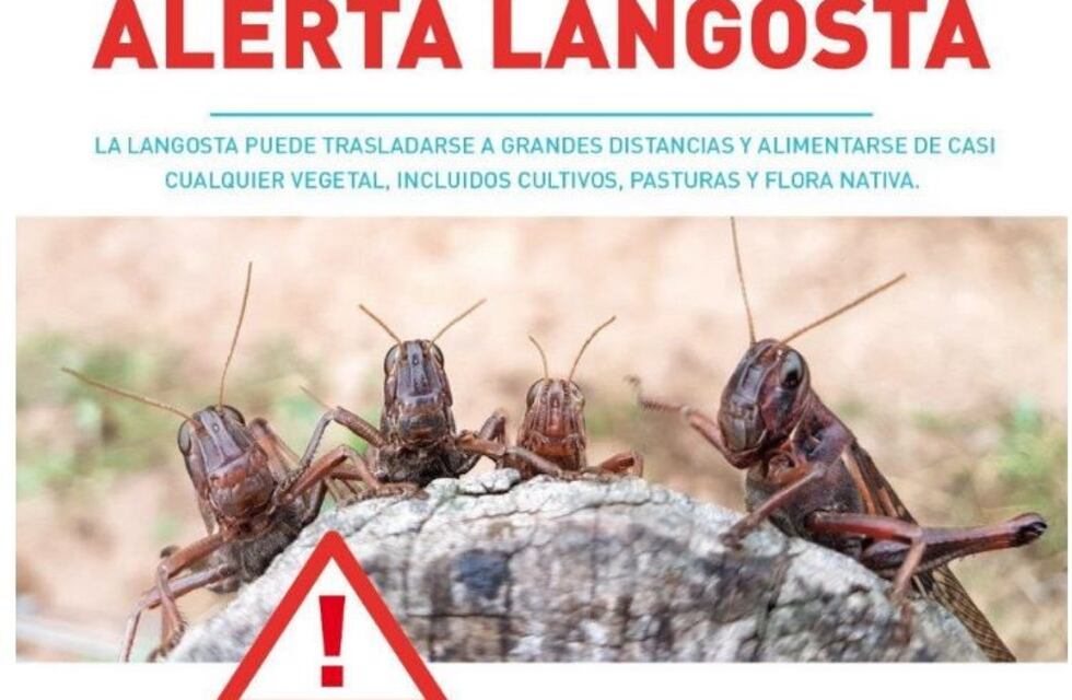 Senasa extendió la advertencia a más provincias por las mangas de langosta