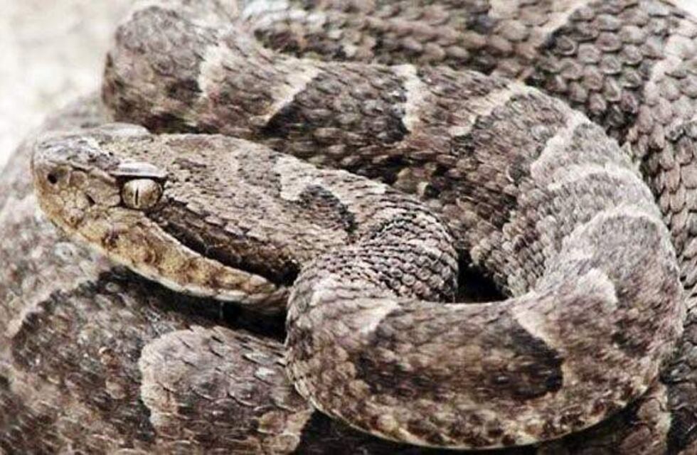 Paseaba por Córdoba cuando fue mordida por una víbora: está en grave estado