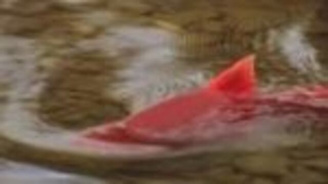 El video viral de los salmones.
