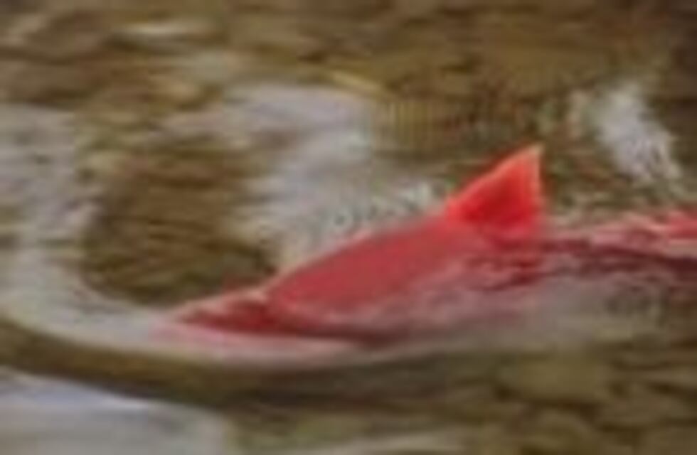 ¿Por qué cientos de salmones cruzan la ruta en Estados Unidos?