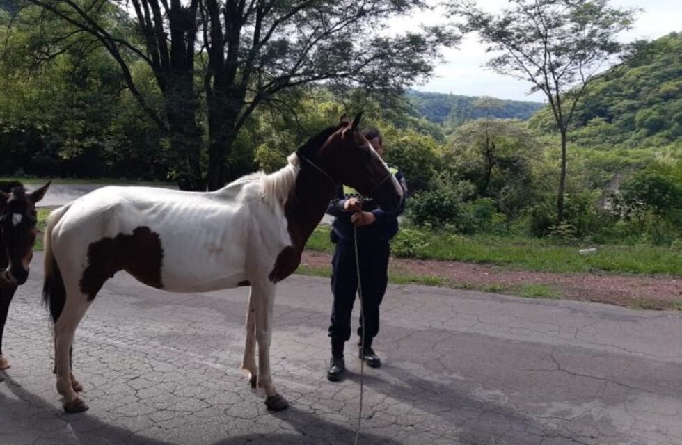 Más de 50 animales sueltos fueron rescatadas en el mes de enero