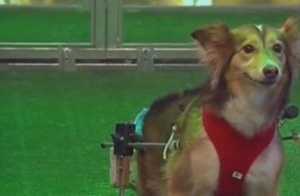 Una perrita con andador conmovió a Guido Kazcka en pleno programa