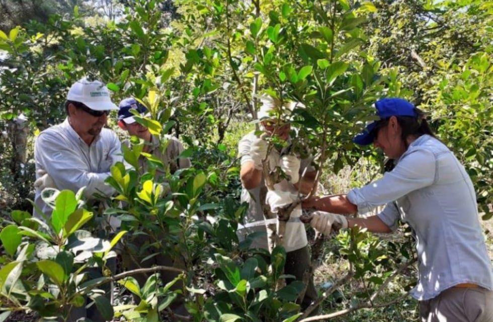 Capacitan a técnicos para mejorar la producción de los yerbales