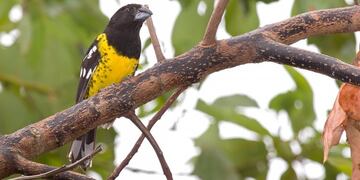 Rey del Bosque (Miguel Navarro)