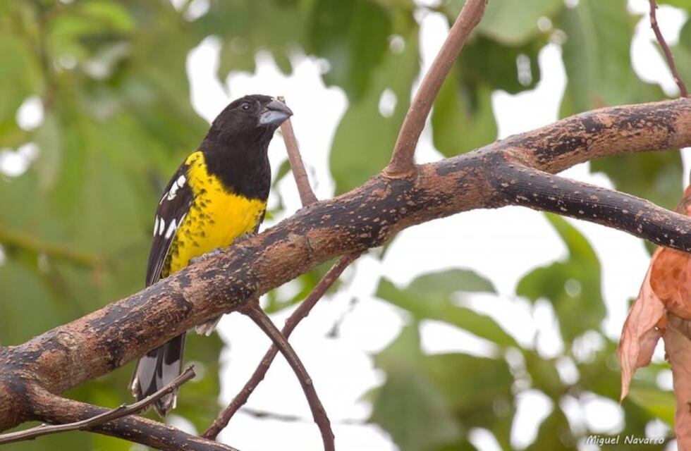 Devolvieron a su hábitat natural aves provenientes del tráfico