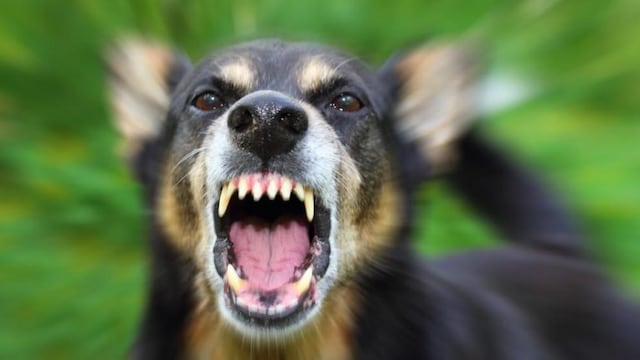 Ataque de perro\u002E (imagen ilustrativa)