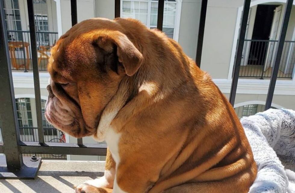 Big Poppa, el perrito que se hizo viral por estar triste en cuarentena